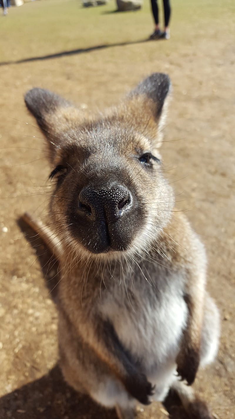Wallaby, animal, close up, kangaroo, HD phone wallpaper