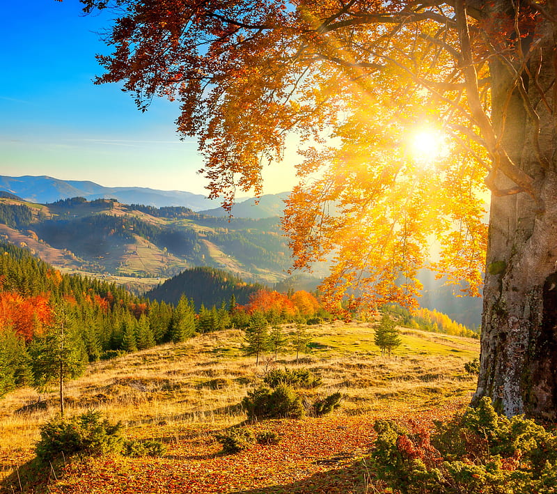 Autumn, sun-rays, tree, HD wallpaper