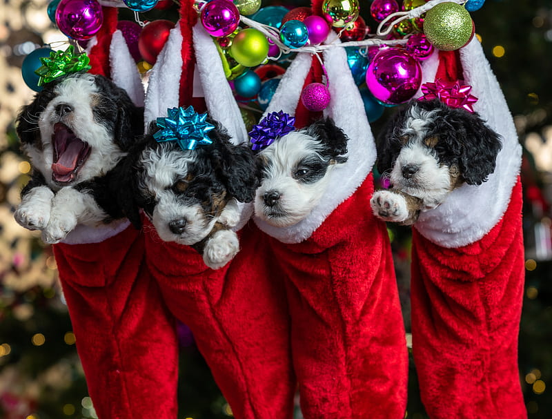 Christmas Puppies Wallpaper 48 images