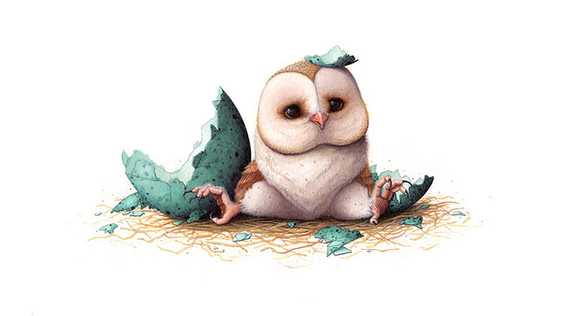Just Hatched Owl, cute, owl, egg, bird, fresh, spring, Firefox Persona theme, HD wallpaper