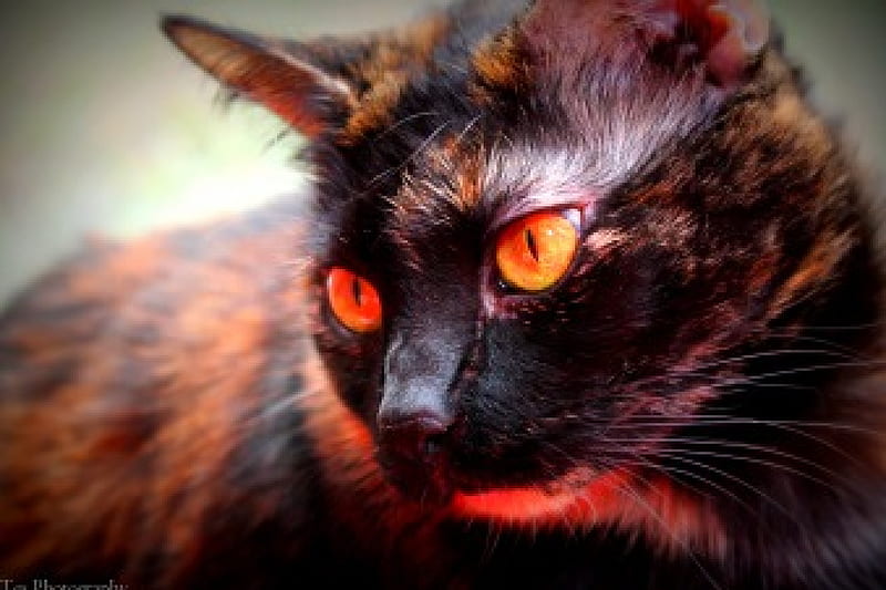 Red Reflected Tortie Cat, feline, cat, tortishell, tortie, HD wallpaper