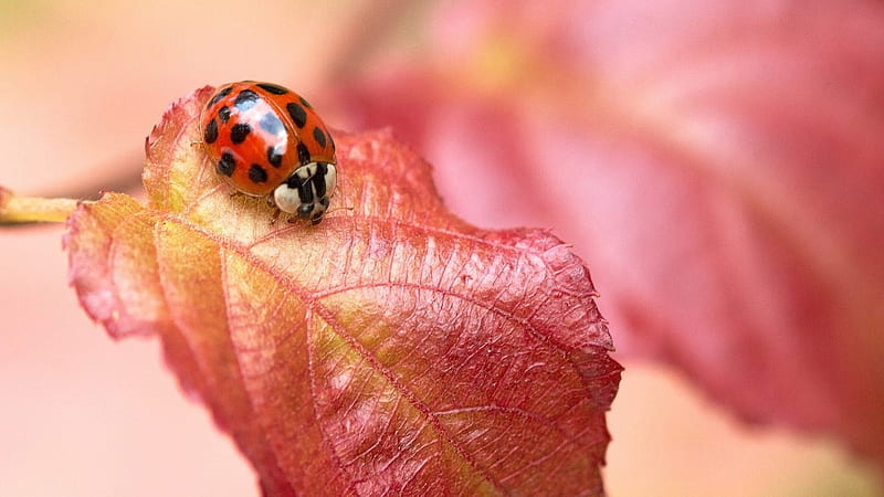 ladybug in autumn, insect, ladybug, autumn, leaf, HD wallpaper