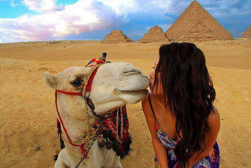 Sweet Kiss, pyramids, girl, camel, egypt, HD wallpaper