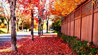 Những chiếc lá đã rụng trên đất mang lại cảm giác nhẹ nhàng và thanh tịnh. Hãy để những chiếc lá rơi hiện trong hình ảnh này đưa ta về với một mùa thu thật yên bình. 