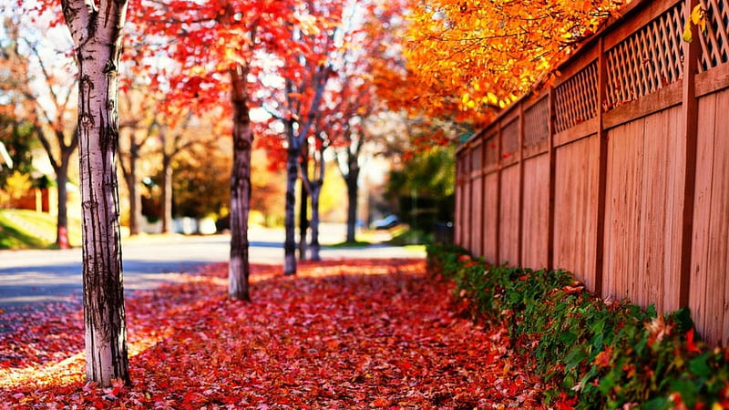 Fallen Red Leaves Path Wood Wall Blur Background Nature, HD wallpaper |  Peakpx