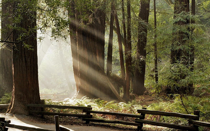 forest road sunlight-Nature Landscape, HD wallpaper