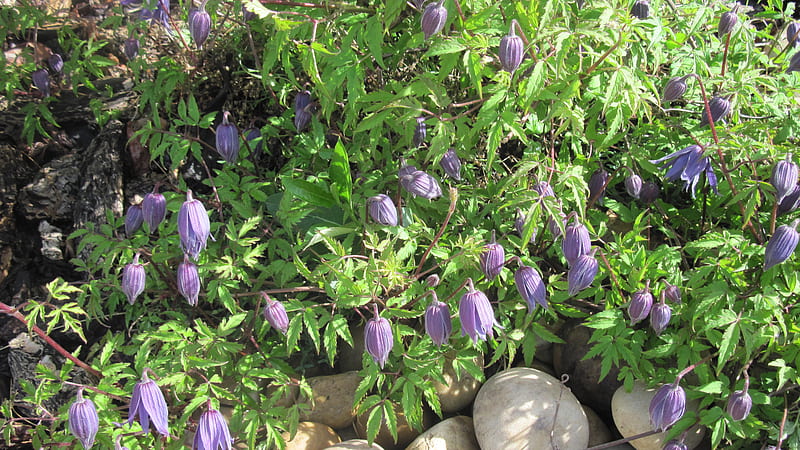 Flores moradas en mi jardín, rocas, grafía, moradas, verdes, marrones,  gris, Fondo de pantalla HD | Peakpx