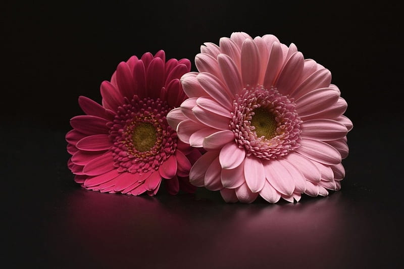 Pink Gerbera, Gerbera, two, flowers, nature, bonito, pink, HD wallpaper