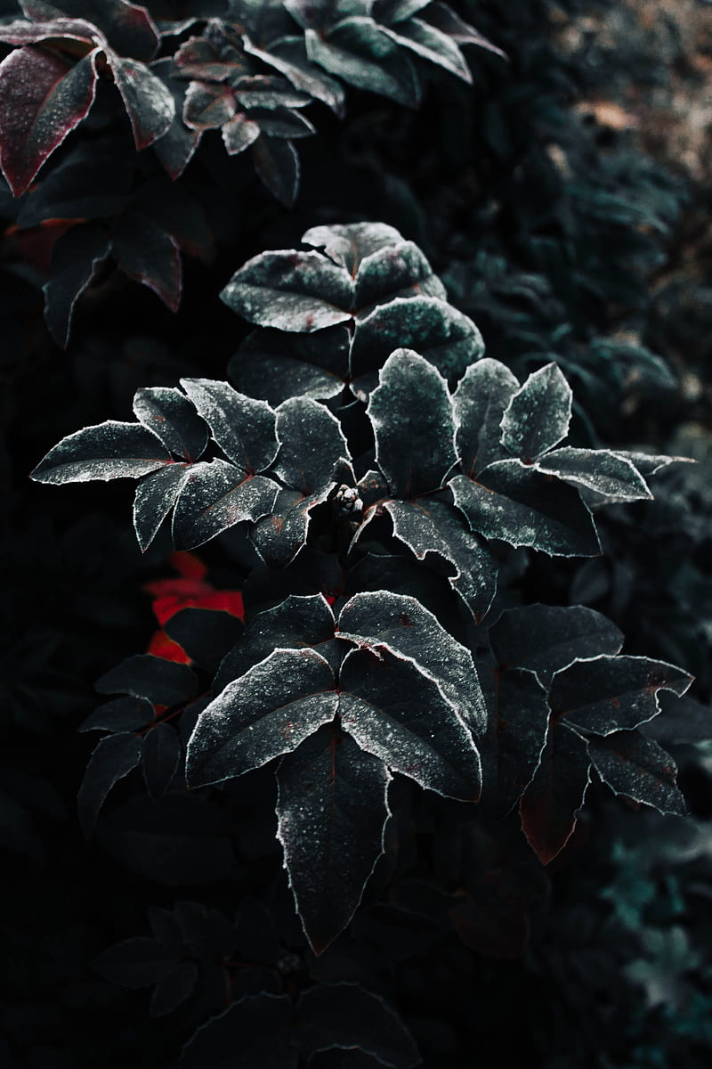 leaves, frost, plant, macro, HD phone wallpaper