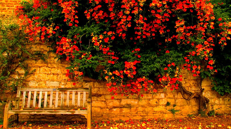 Wood Bench Red Flowers Green Leaves Fall Plants Wall Background Fall, HD wallpaper