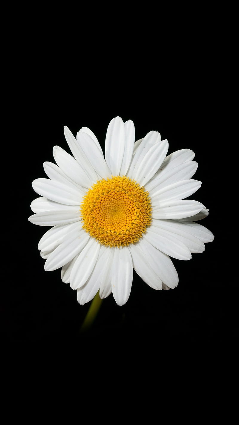 Flower, background, beauty, black, cute, s7, white, HD phone wallpaper