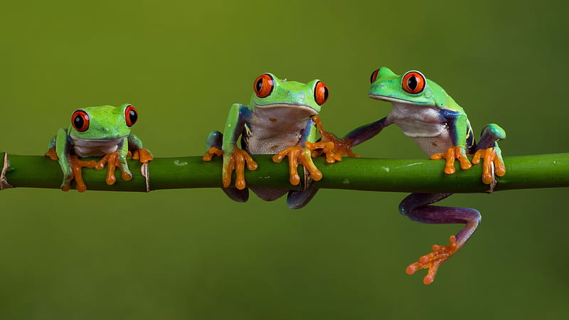 frogs, green, HD wallpaper