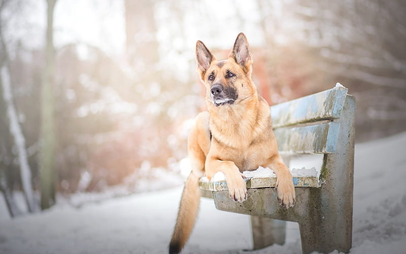 Taking A Break, cute, german shephard, animals, dogs, HD wallpaper