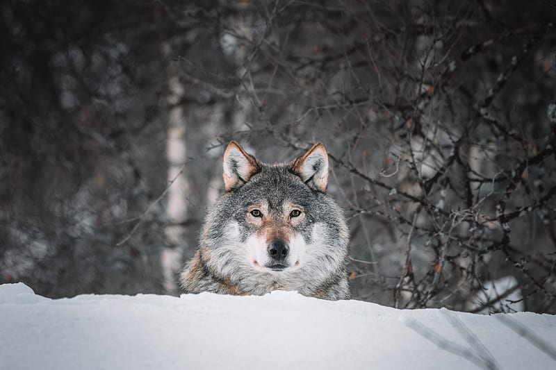 wolf, glance, predator, snow, wildlife, HD wallpaper
