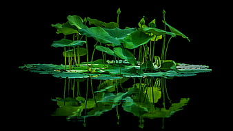 Lotus Leaves Reflection On Water In Black Background Flowers, HD wallpaper  | Peakpx