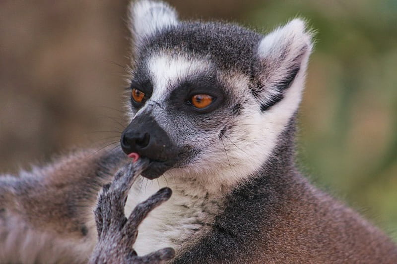 *** Lemur ***, lemurs, lemur, animals, animal, HD wallpaper