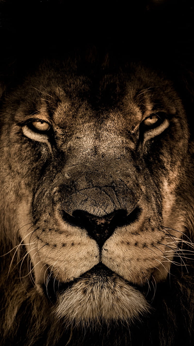Lion , beast, HD phone wallpaper