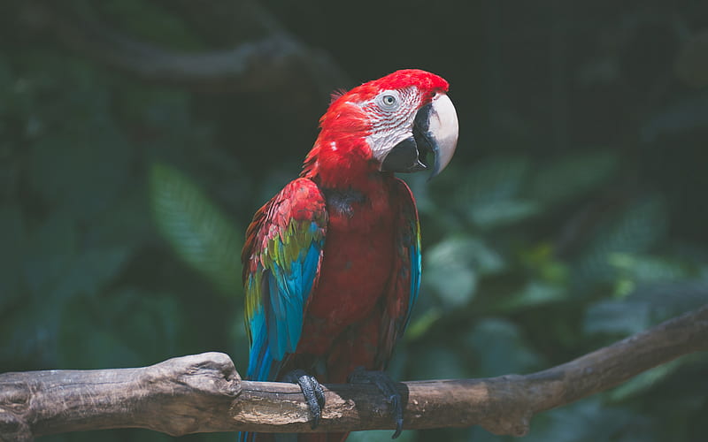red macaw, parrots, jungle, macaw, birds, wildlife, tropics, HD wallpaper