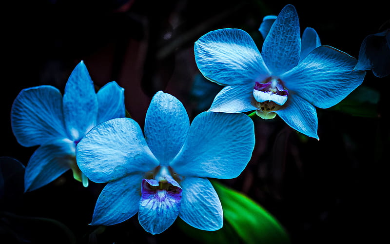 blue orchids, macro, blue flowers, flora, orchids on black background, Orchidaceae, orchids, HD wallpaper