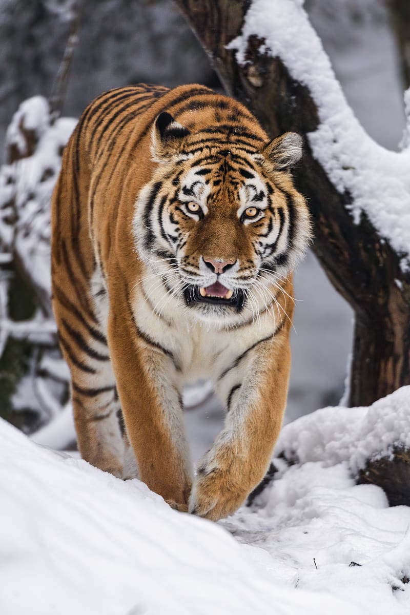 tigress, grin, predator, big cat, movement, snow, HD phone wallpaper