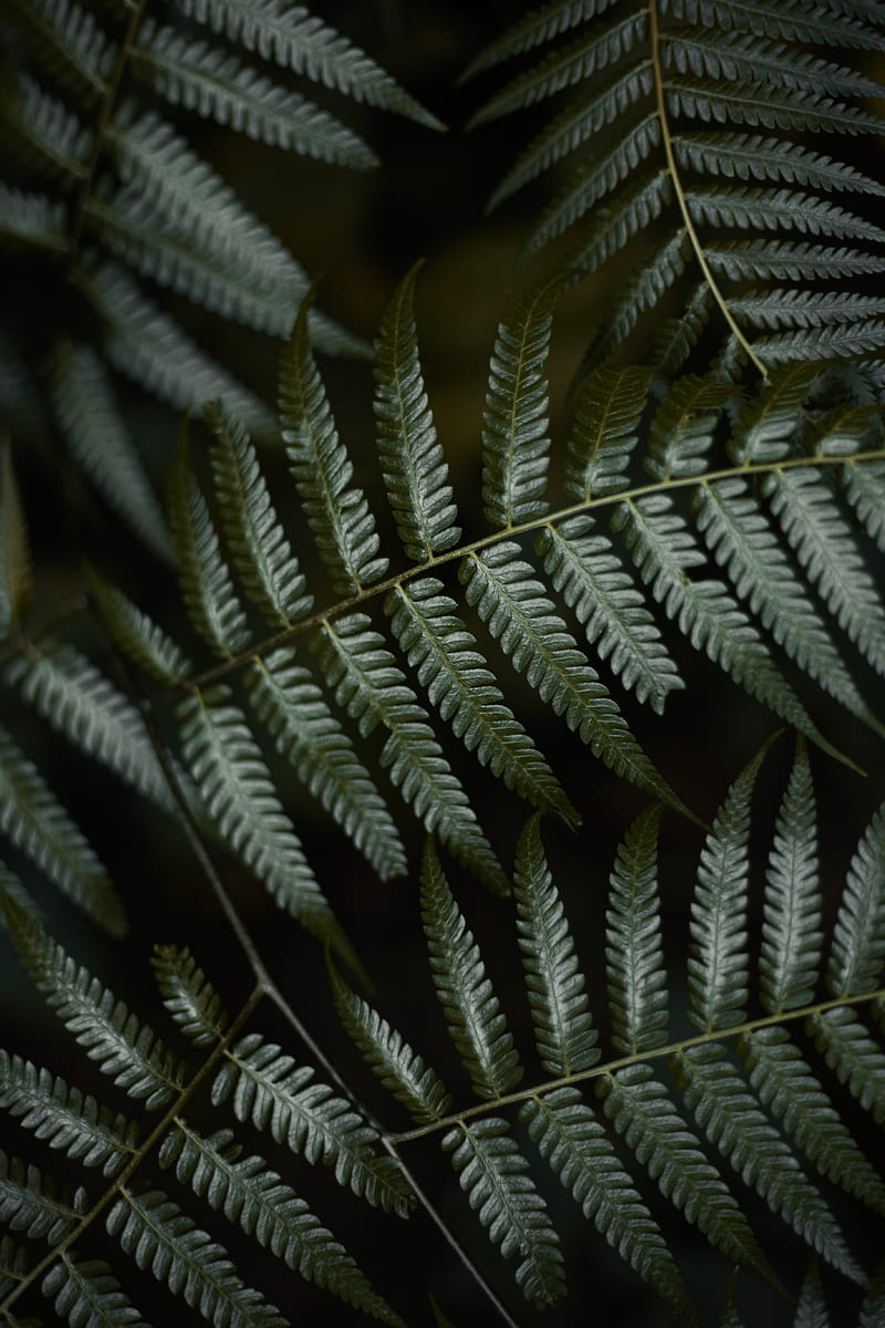 fern, leaves, green, macro, plant, HD phone wallpaper