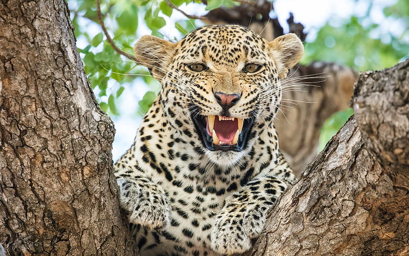 Leopard, wild cat, Africa, dangerous animals, HD wallpaper