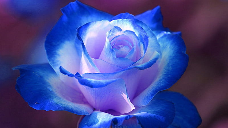3D Rose 3d flowers rose HD phone wallpaper  Peakpx