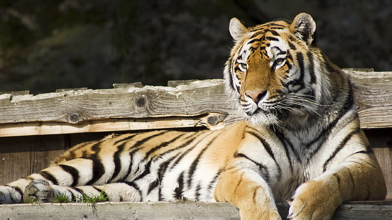 Tiger Is Sitting On Wood Bench Tiger, HD wallpaper