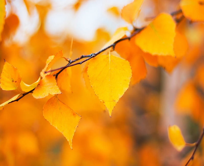 Autumn Yellow Leaves, forest, limb, autumn, leaves, bunch, yellow, day, nature, HD wallpaper