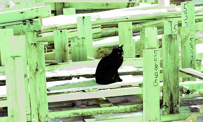 waiting, black, cat, ignore, green, HD wallpaper