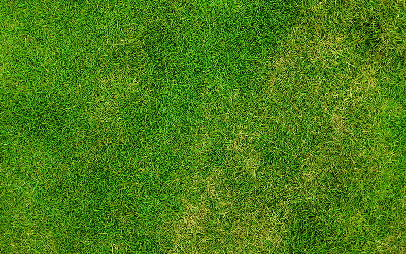 green grass texture, grass from top, plant textures, grass backgrounds, grass textures, macro, green grass, green backgrounds, HD wallpaper