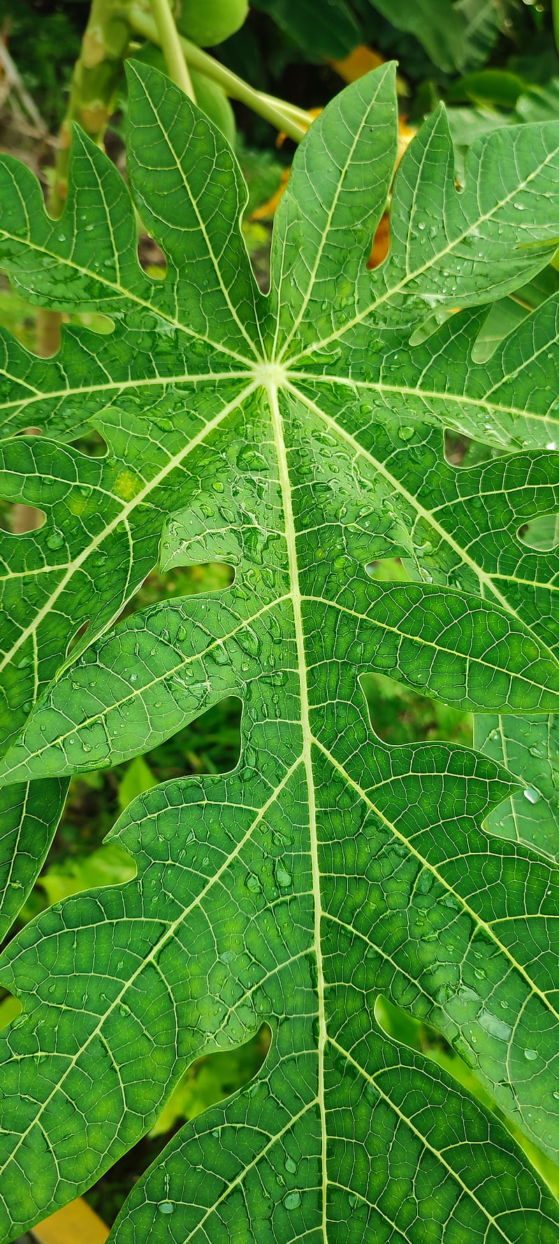 Daun hijau, Leaf, Malaysia, Pagi, Green, HD phone wallpaper