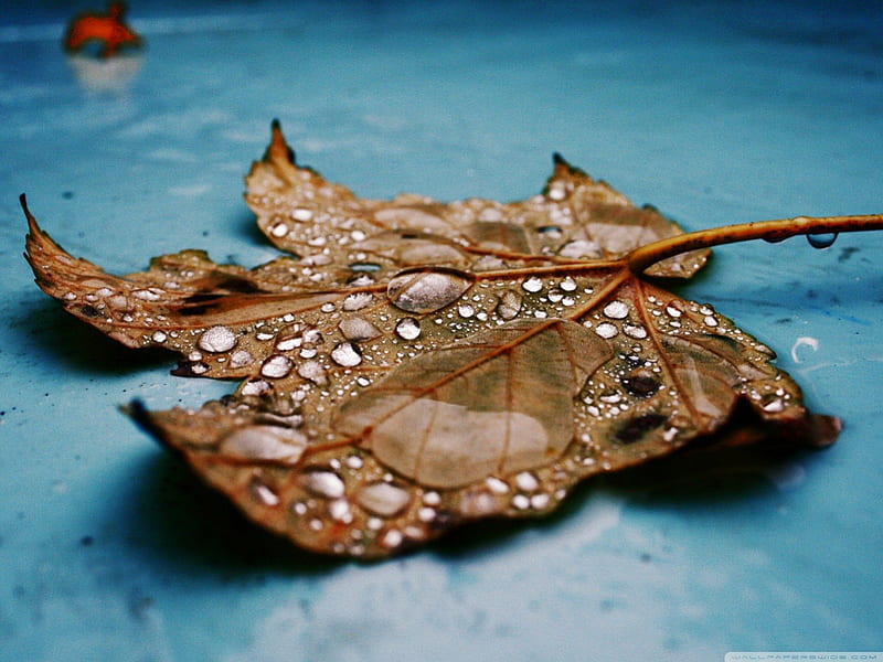 AUTUMNS WET LEAF, fall, autumn, lovely drops, seasons, leaf, leaves, cool, water, close up, macro, rain, HD wallpaper