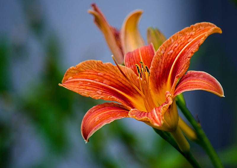 Lily, flowers, bonito, orange, HD wallpaper