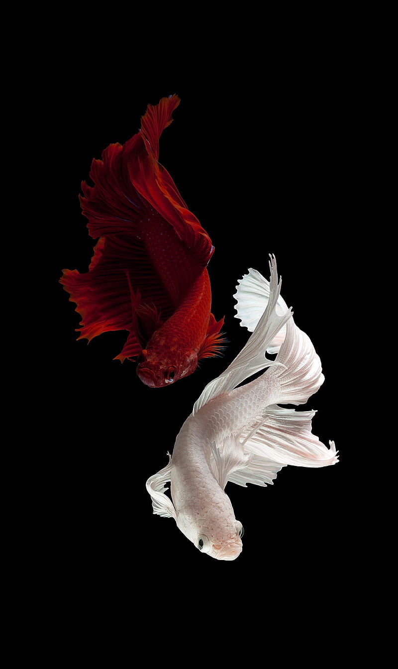Fish, red fish, white fish, black background, HD phone wallpaper | Peakpx