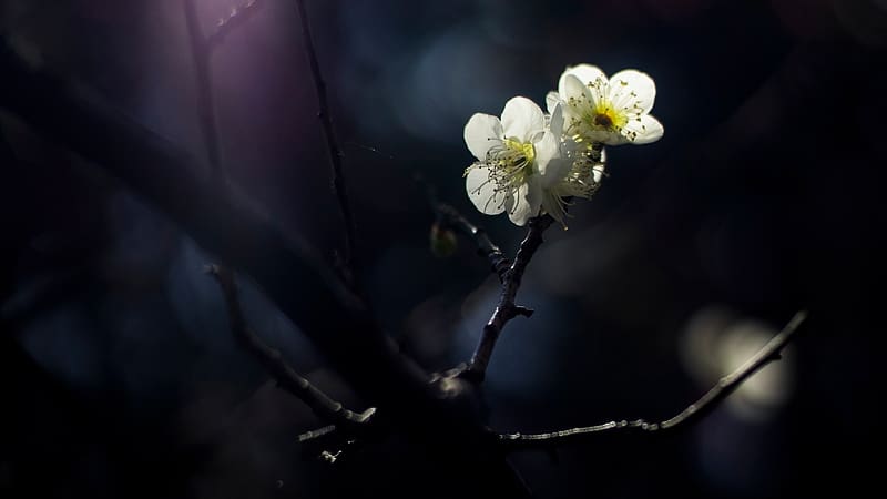 Japanese Plum Blossom, nature, flower, blossom, japanese plum, HD wallpaper