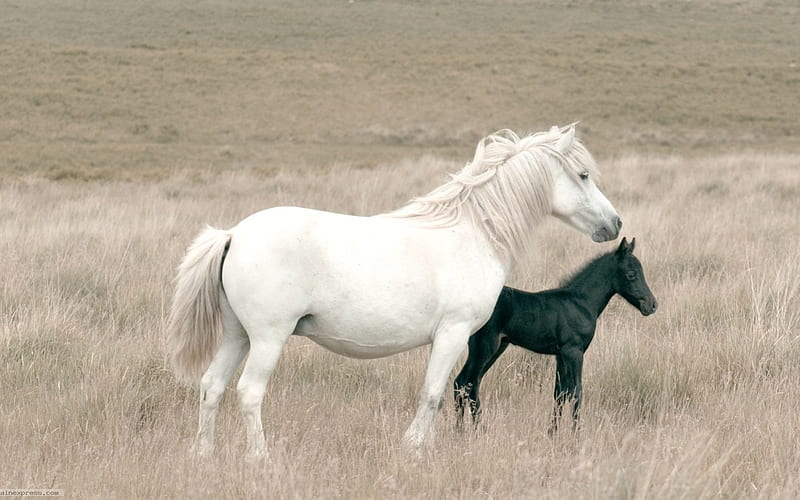 Big and little, white and black, black, white, horse, run, animal, HD wallpaper