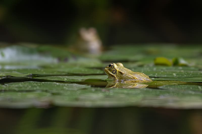frog, pond, water, green, HD wallpaper