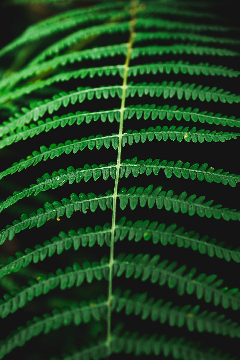 fern, macro, plant, leaves, HD phone wallpaper