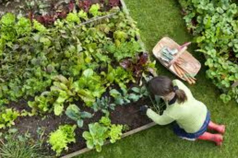 Growing your own veg, growing vegetables, home gardening, gardening, veg, HD wallpaper