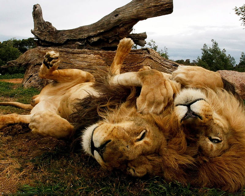 LION BROTHERS, heavy mane, carnivorous feline mammal, panthera leo, HD wallpaper