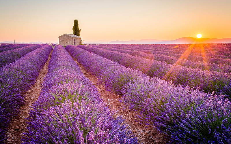 France lavender field, sunset, summer, Europe, HD wallpaper