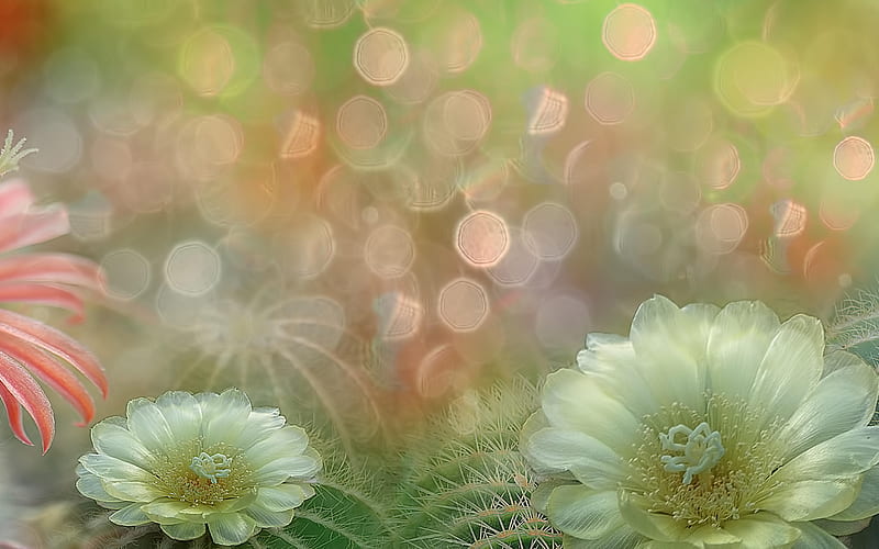Beautiful Flowers, Flowers, Bokeh, Petals, Blur, HD wallpaper | Peakpx