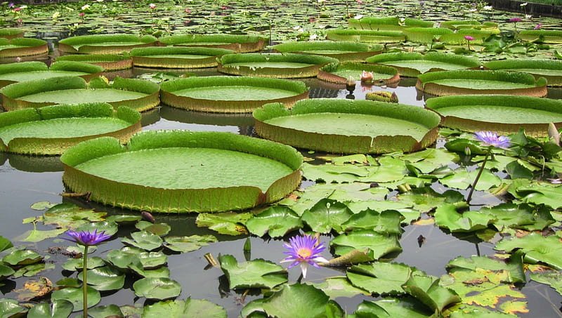 Victoria, pond, rural, Lotus, Giant, leaves, flower, HD wallpaper