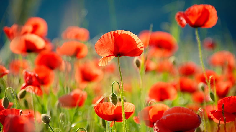 Poppies, flowers, nature, meadow, HD wallpaper | Peakpx