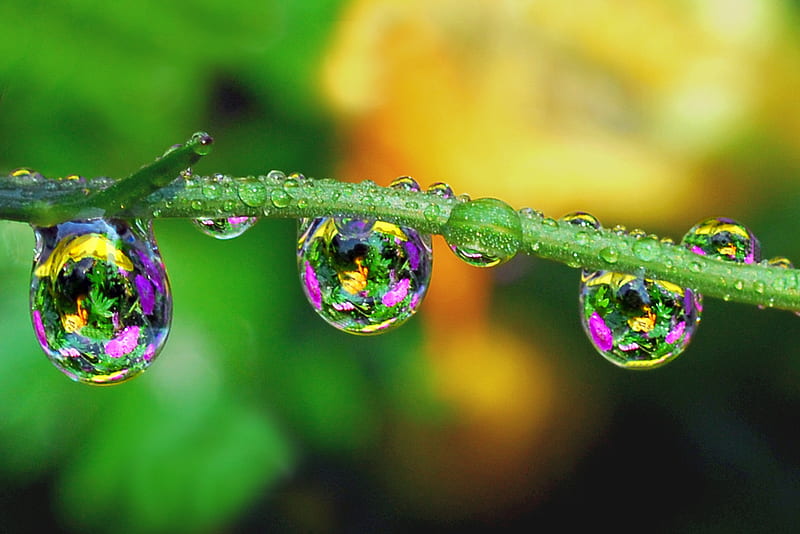 Colorful Waterdrops, brunch, water, flower, flowers, nature, drops, rain, HD wallpaper