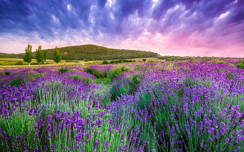 Provence lavender, hills, sunset, France, Europe, HD wallpaper