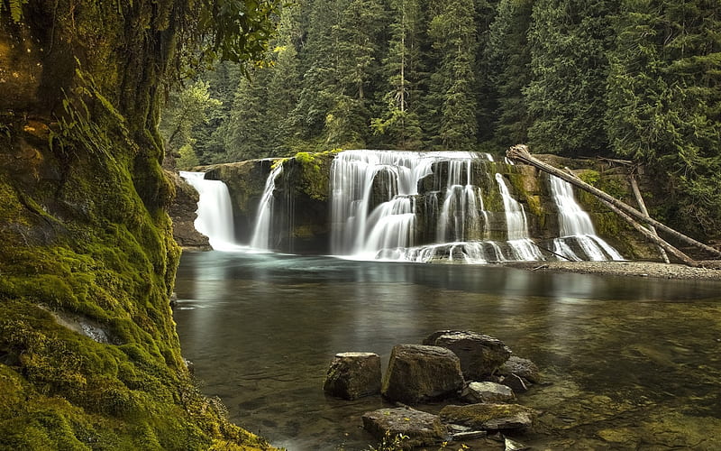 forest, waterfall, mountain river, mountains, high green trees, coniferous trees, HD wallpaper