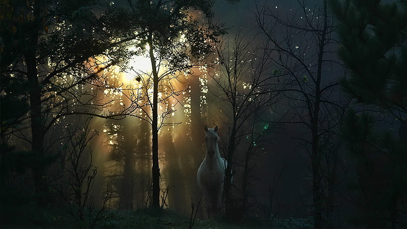 A Fable, forest, horse, 1080i , in the woods, misty, 1920 x 1080, entropy, fable, HD wallpaper