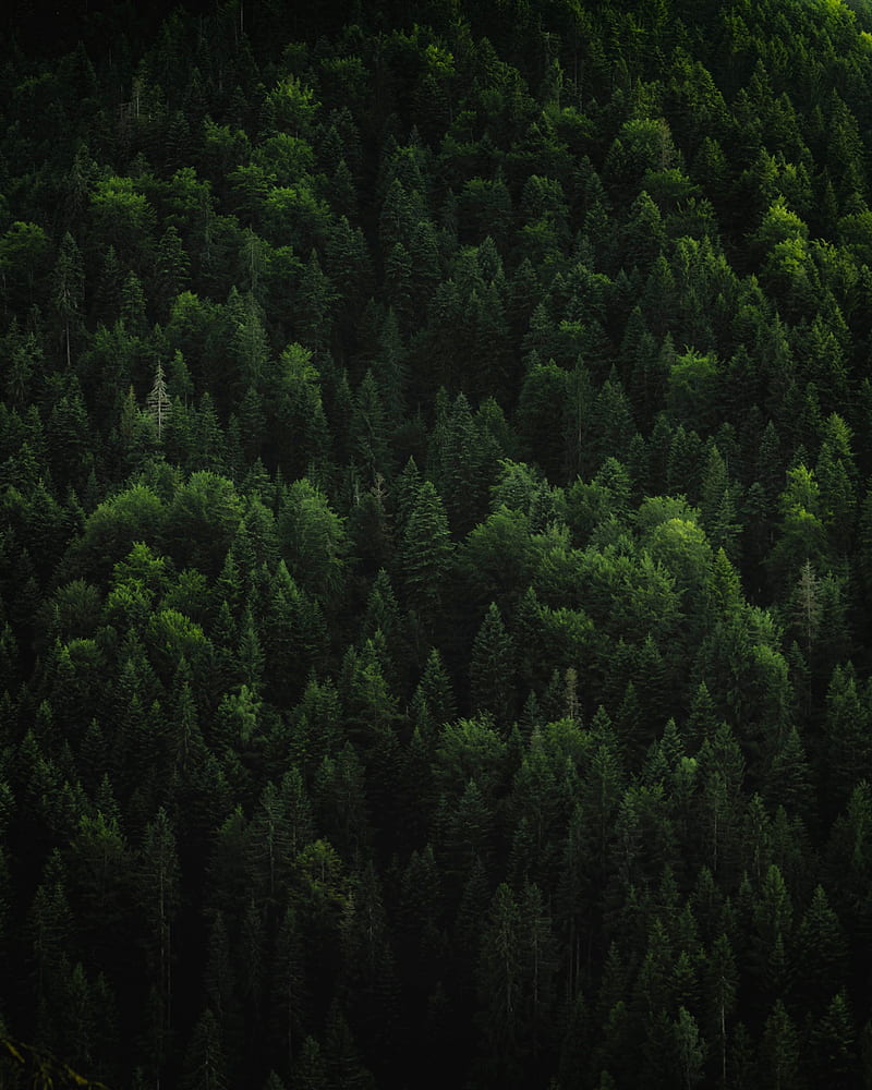 forest, trees, coniferous, green, treetops, HD phone wallpaper